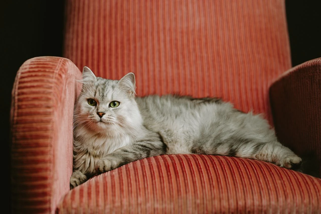 Talisman, chat du cabinet, allongé sur un fauteuil